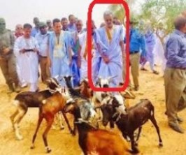  وزير الصيد مفلس شركة السكر وبطل صفقة سلالة المعز يتجول في انواذيبو